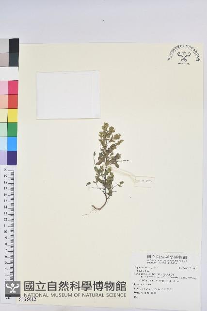 登錄號:S125012藏品圖，第1張