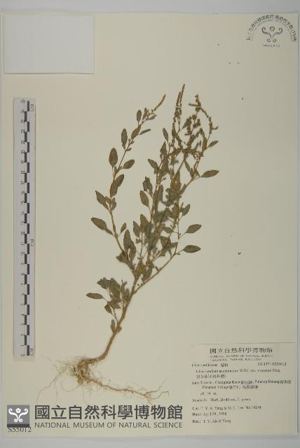 變葉藜、毛綠珠藜藏品圖，第1張