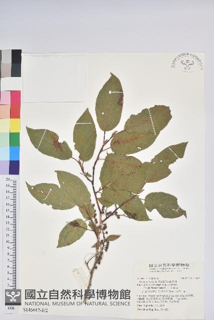 南燭藏品圖，第1張