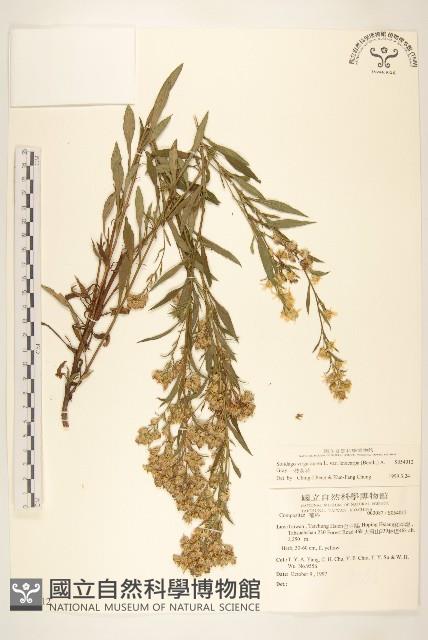 一枝黃花藏品圖，第1張