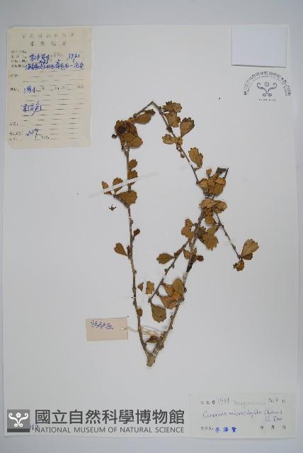 Free Tea Tree Collection Image, Figure 1, Total 2 Figures