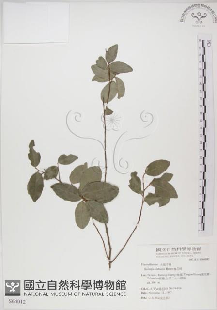 魯花樹藏品圖，第1張