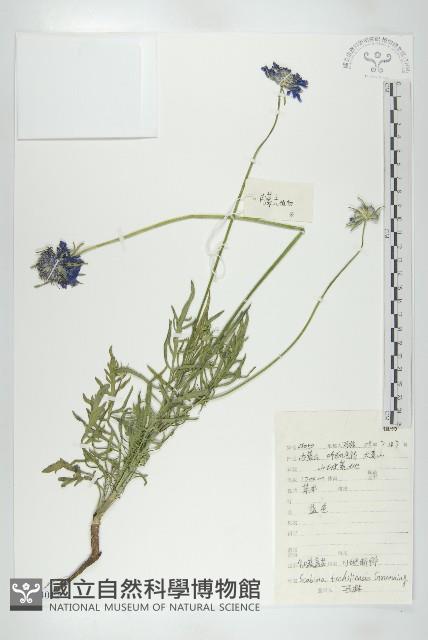 華北藍盆花藏品圖，第1張