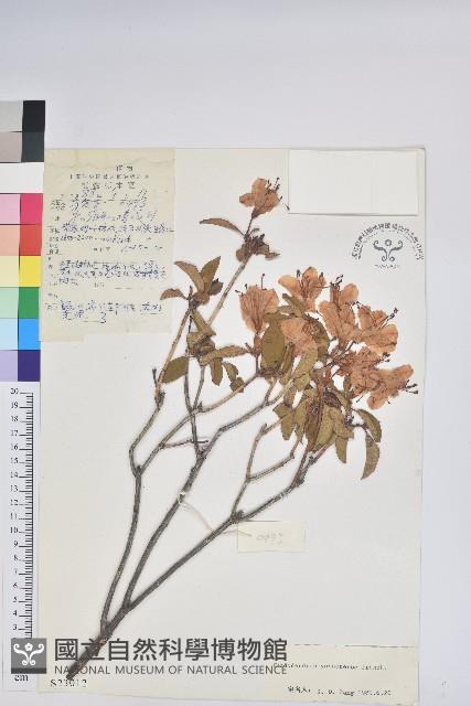 雲南杜鵑藏品圖，第1張