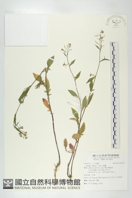 葶藶藏品圖，第1張