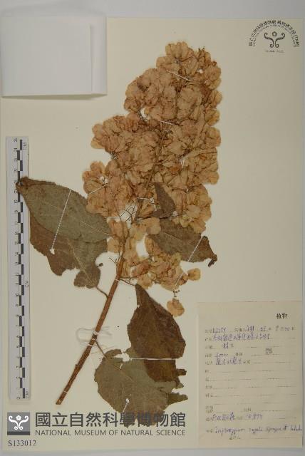 東北雷公藤藏品圖，第1張