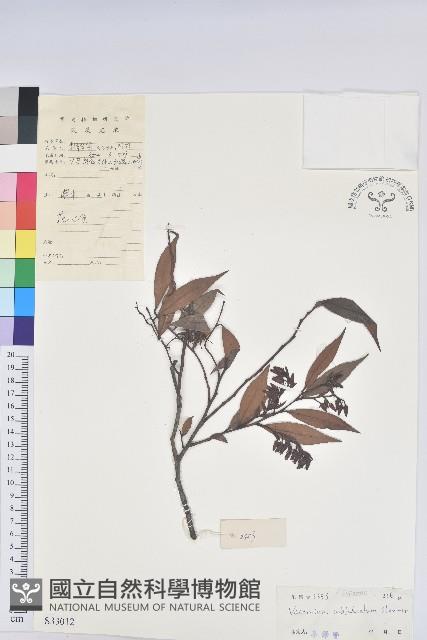 鐮葉越橘藏品圖，第1張