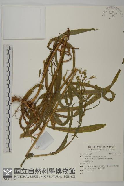 登錄號:S137012藏品圖，第1張