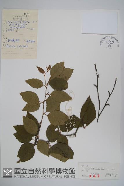 堅樺藏品圖，第1張