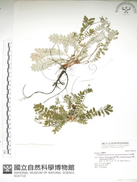 玉山金梅藏品圖，第1張