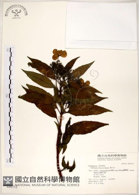 華八仙藏品圖，第1張