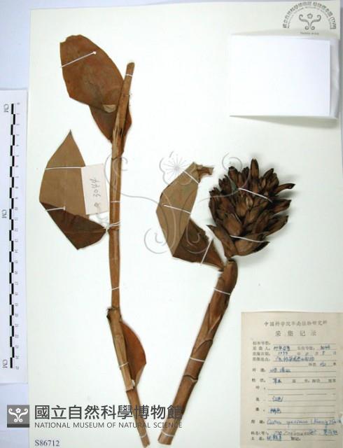 絹毛鳶尾、閉鞘薑藏品圖，第1張