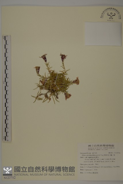 南湖大山蠅子草藏品圖，第1張