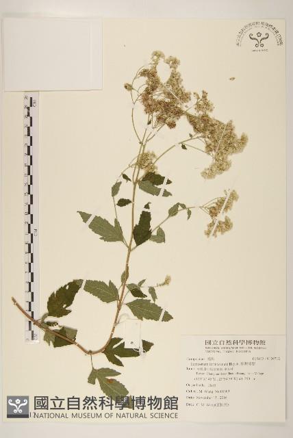 臺灣澤蘭藏品圖，第1張