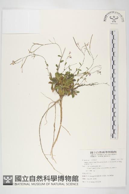 台灣筷子芥藏品圖，第1張