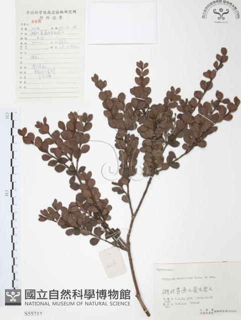 小葉赤楠藏品圖，第1張