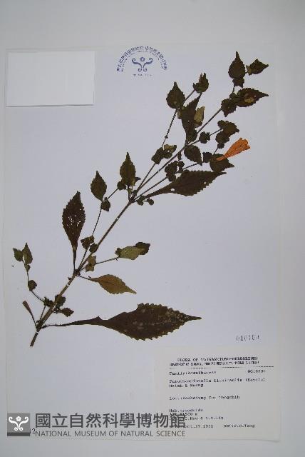 曲莖馬藍藏品圖，第1張