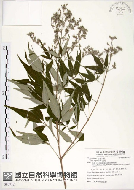 黃荊藏品圖，第1張