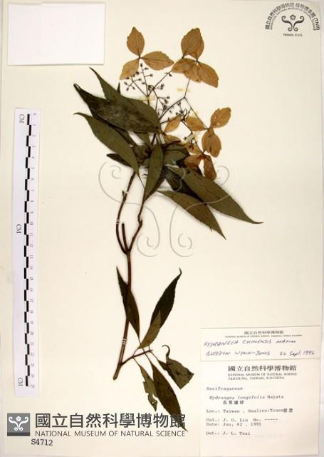 華八仙藏品圖，第1張