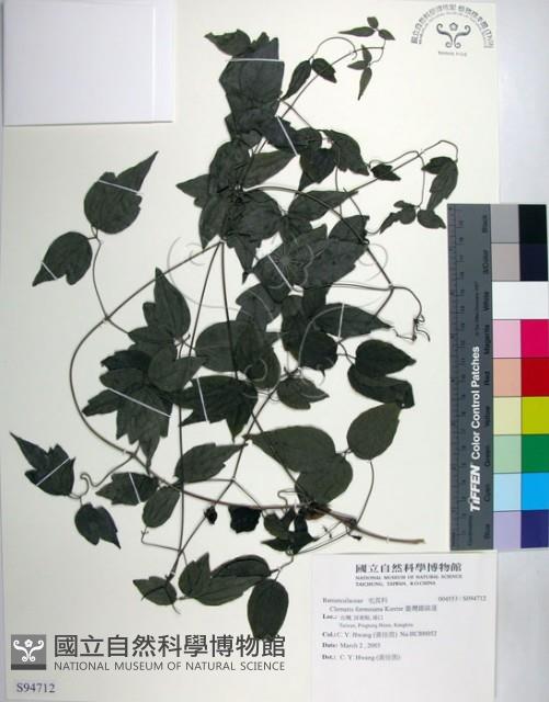 臺灣鐵線蓮藏品圖，第1張