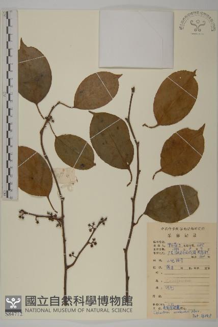 過山楓藏品圖，第1張