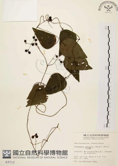 千金藤、金線吊烏龜藏品圖，第1張