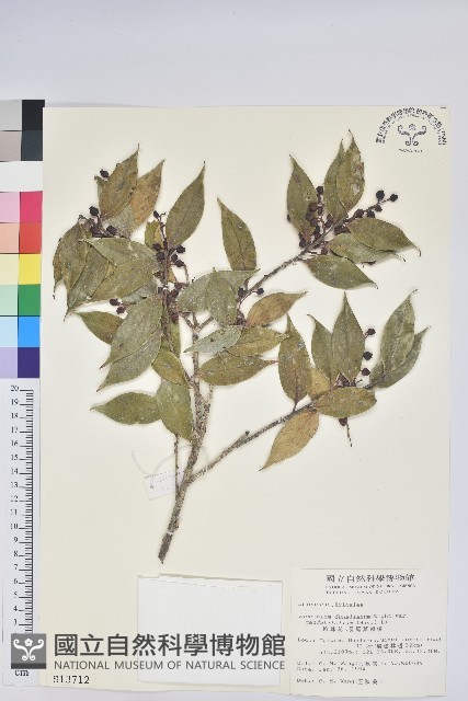 珍珠花、長尾葉越橘藏品圖，第1張
