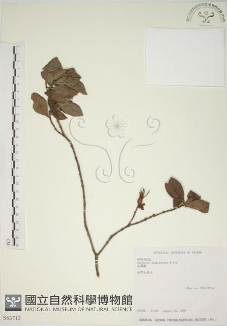 山黃梔藏品圖，第1張