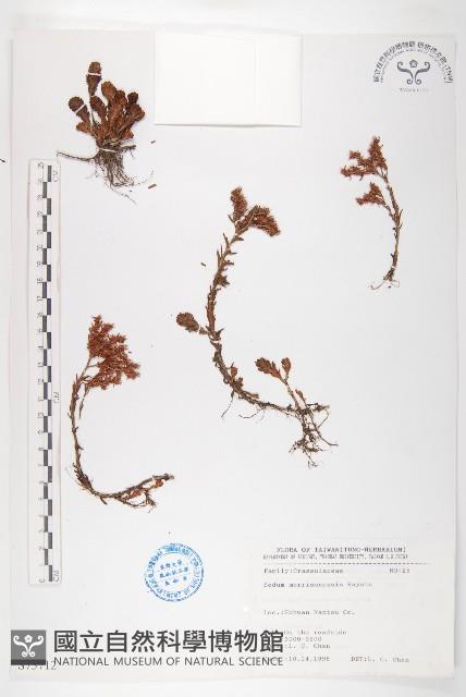 玉山佛甲草藏品圖，第1張