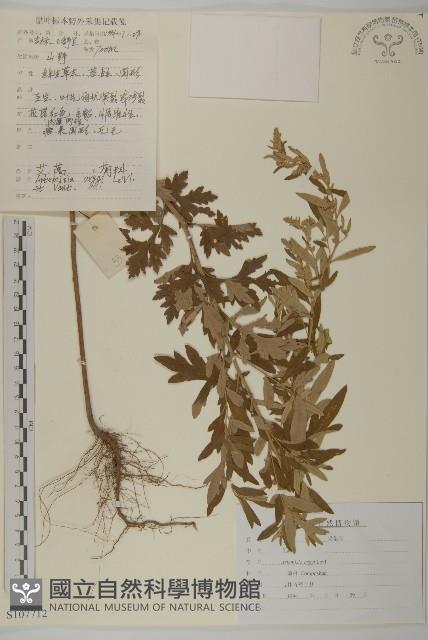 艾蒿藏品圖，第1張