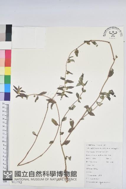 乳仔草藏品圖，第1張