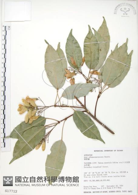 樟葉槭, 飛蛾子樹藏品圖，第1張