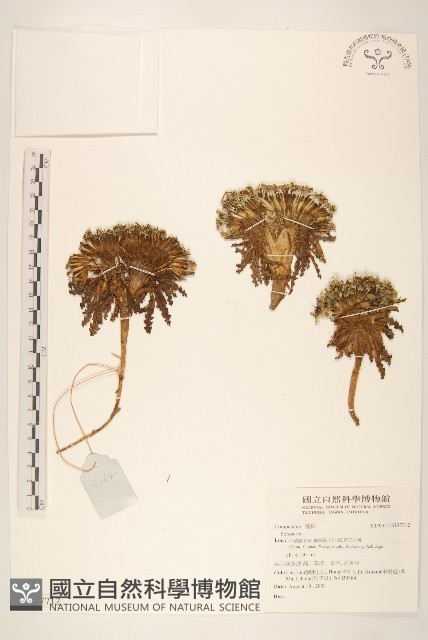 登錄號:S137712藏品圖，第1張