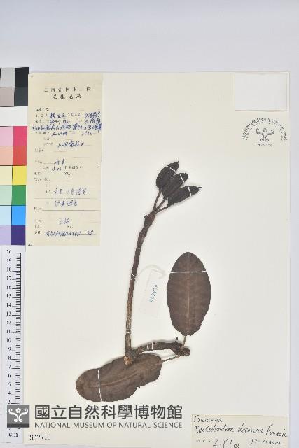 大白杜鵑藏品圖，第1張