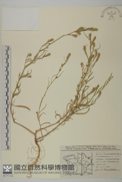 登錄號:S077712藏品圖，第1張