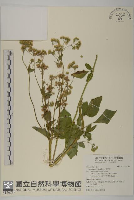 霍香薊藏品圖，第1張