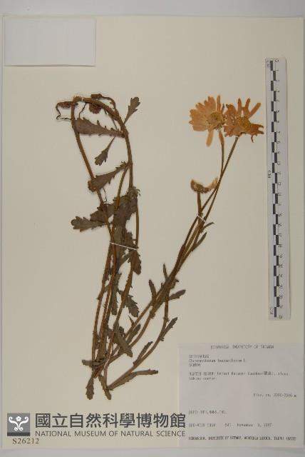 法國菊藏品圖，第1張