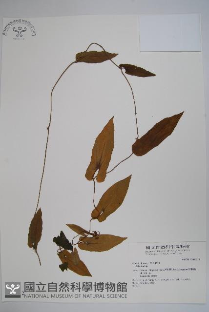 登錄號:S046212藏品圖，第1張