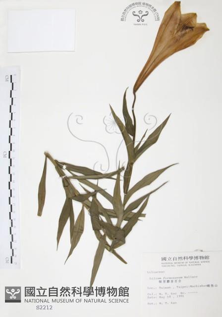 臺灣百合藏品圖，第1張