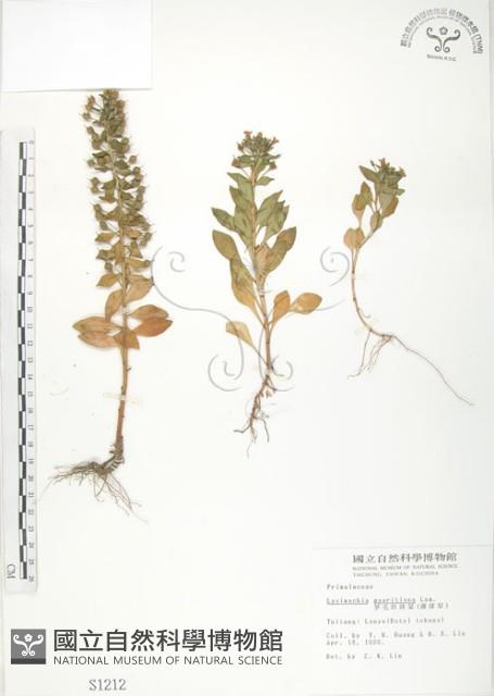 茅毛珍珠菜藏品圖，第1張