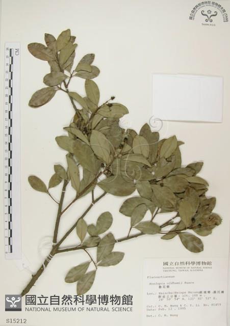 魯花樹藏品圖，第1張