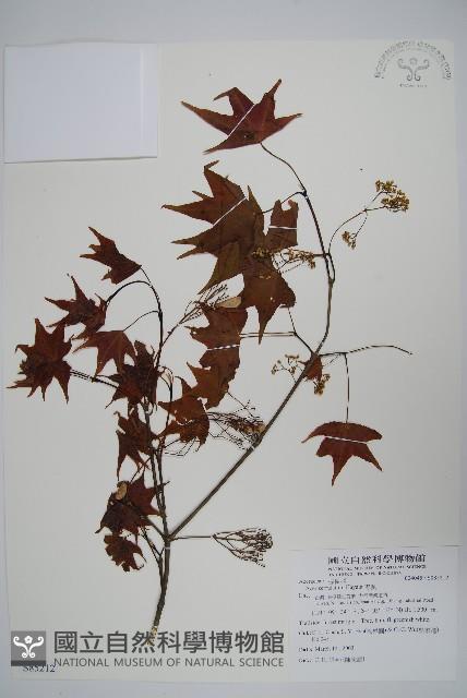 青楓藏品圖，第1張