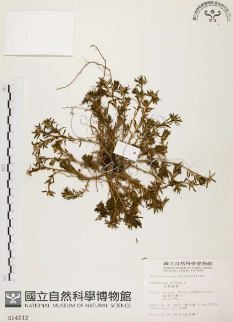 毛馬齒莧藏品圖，第1張