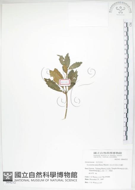 石吊蘭、吊石苣苔藏品圖，第1張