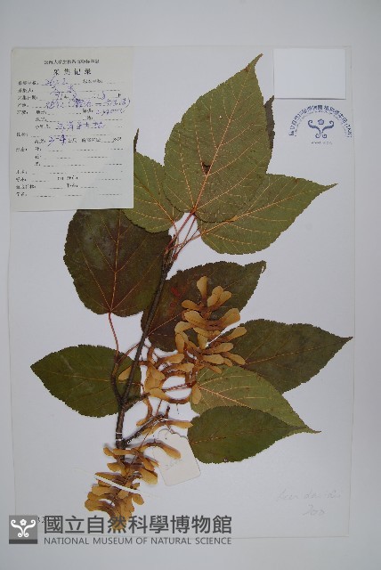 青榨槭藏品圖，第1張