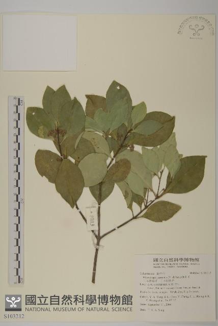 日本賽衛矛、日本假衛矛藏品圖，第1張