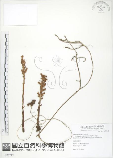 列當藏品圖，第1張