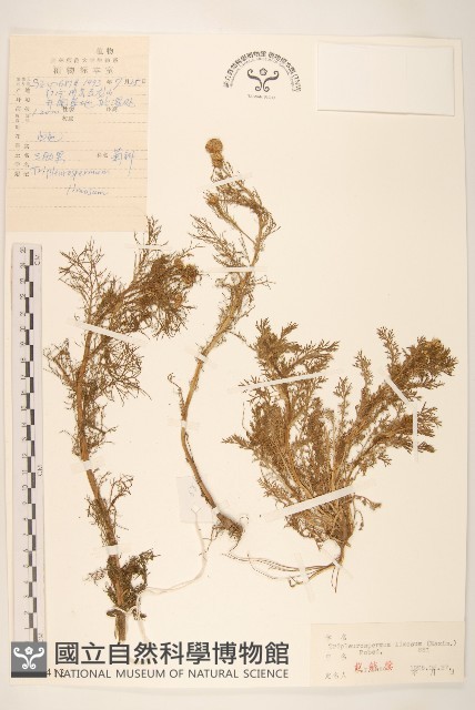 三肋果藏品圖，第1張