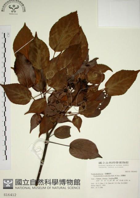 昆欄樹藏品圖，第1張