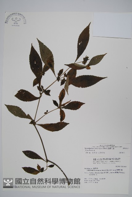 臺灣馬藍藏品圖，第1張